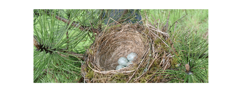 Birds Nesting in Chimney, Topcap, Bird guard